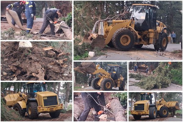 Πτώσεις δέντρων στη Ζιά λόγω των θυελλωδών ανέμων 