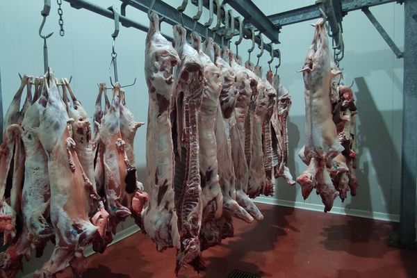 Μειωμένες φέτος οι σφαγές αμνοεριφίων στα Σφαγεία Κω (έφυγαν ζωντανά περίπου 6.000 από το νησί)