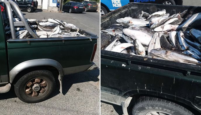 Κύπρος: Ξεκίνησε το επιδοτούμενο ψάρεμα για τους λαγοκέφαλους - Δείτε πόσο πάει το κιλό...