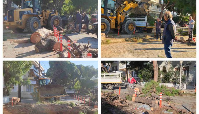 Κοπή και κλαδεύσεις δέντρων στην οδό Αρτεμισίας από συνεργεία του Δήμου Κω