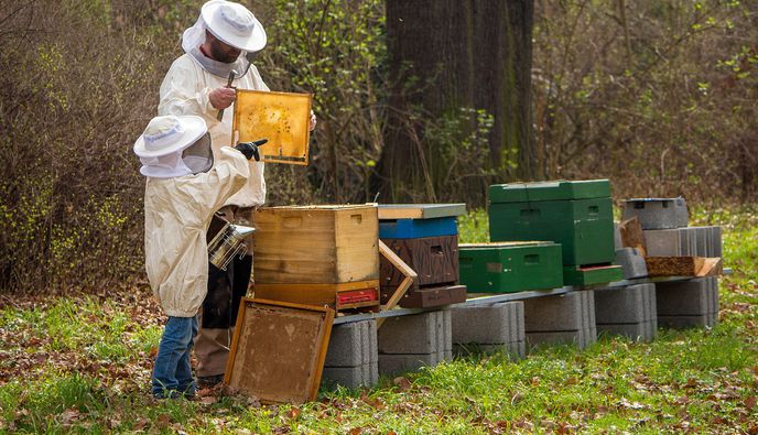 Καταγγελία του Μελισσοκομικού Συνεταιρισμού Κω - Κεφάλου για ανεξέλεγκτη χρήση φυτοφαρμάκων με αποτέλεσμα τη θανάτωση μελισσών