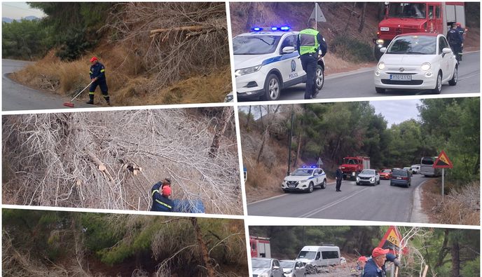 Έπεσε δέντρο στον δρόμο στις «Πόρτες» Αντιμάχειας – Από θαύμα δεν σημειώθηκε τραυματισμός