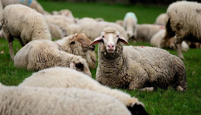 Κτηνοτρόφοι χωρίς… ζώα στον ΟΠΕΚΕΠΕ – Αγνοούνται χιλιάδες αμνοερίφια   