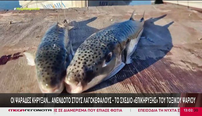 Δραστικά μέτρα για τους λαγοκέφαλους: Έρχεται επιδότηση των ψαράδων - Πάνω από 4,73 ευρώ το κιλό