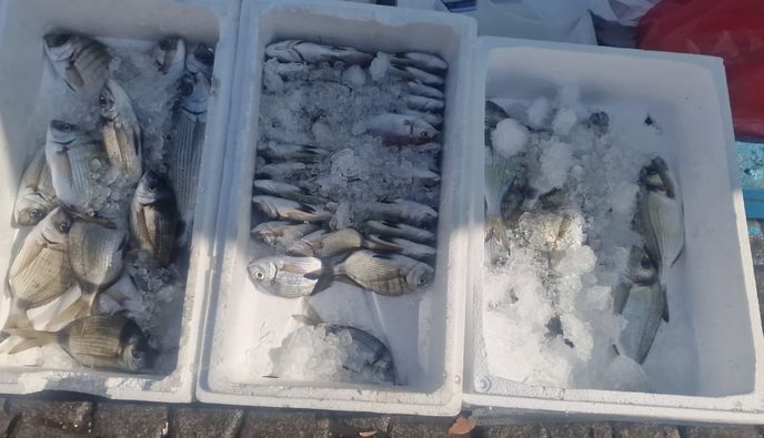 Σε ασφυκτικό κλοιό η παράκτια αλιεία στα Δωδεκάνησα