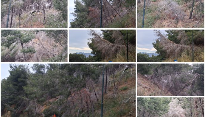 Άμεσος κίνδυνος στην περιοχή «Πόρτες» Αντιμάχειας από ετοιμόρροπα δέντρα