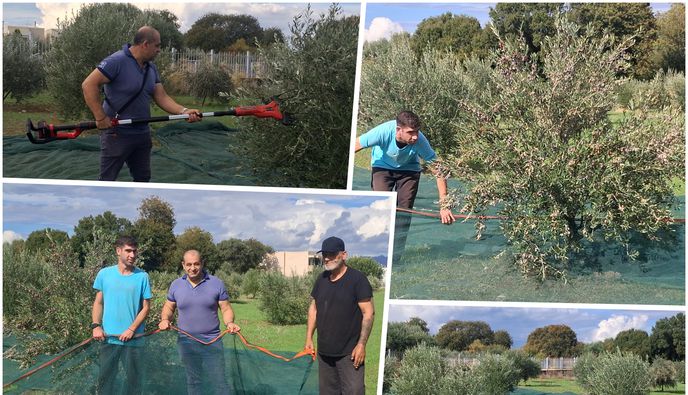 Ξεκίνησε από εθελοντές το μάζεμα των ελιών του Αγίου Δημητρίου στον Άγιο Νεκτάριο Κω