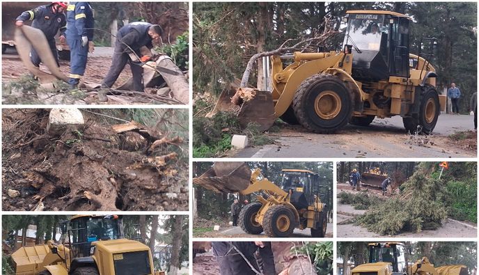 Πτώσεις δέντρων στη Ζιά λόγω των θυελλωδών ανέμων 