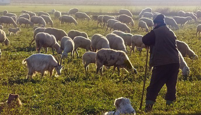 Πάνω από 470.000 θανατώσεις αιγοπροβάτων λόγω ευλογιάς