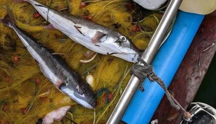 Δημιουργήθηκε ομάδα για τη διάσωση του λαγοκέφαλου – «Αξίζει προστασία και σεβασμό»