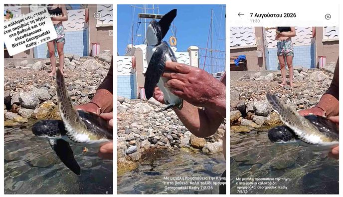 Μικρή χελώνα καρέτα-καρέτα βγήκε στην παραλία δίπλα στη Μαρίνα Κω