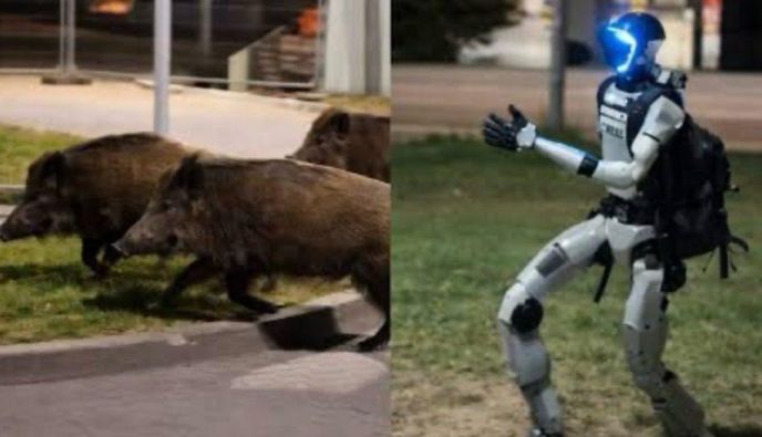 Ρομπότ κυνηγά αγριογούρουνα στους δρόμους της Βαρσοβίας και γίνεται viral
