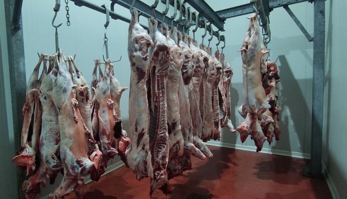 Μειωμένες φέτος οι σφαγές αμνοεριφίων στα Σφαγεία Κω (έφυγαν ζωντανά περίπου 6.000 από το νησί)