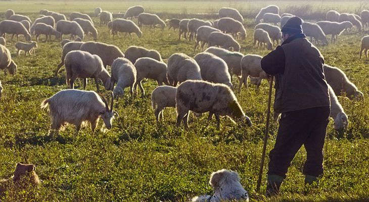 Σκάνδαλο ΟΠΕΚΕΠΕ: Εντοπίστηκαν 431 περιπτώσεις με «εικονικούς» βοσκοτόπους στα Δωδεκάνησα    