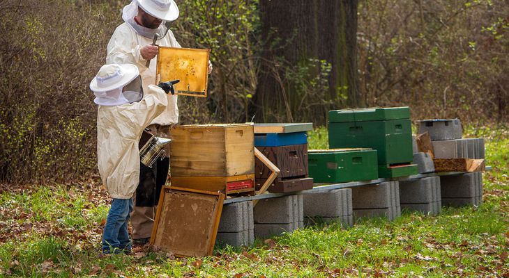 Καταγγελία του Μελισσοκομικού Συνεταιρισμού Κω - Κεφάλου για ανεξέλεγκτη χρήση φυτοφαρμάκων με αποτέλεσμα τη θανάτωση μελισσών
