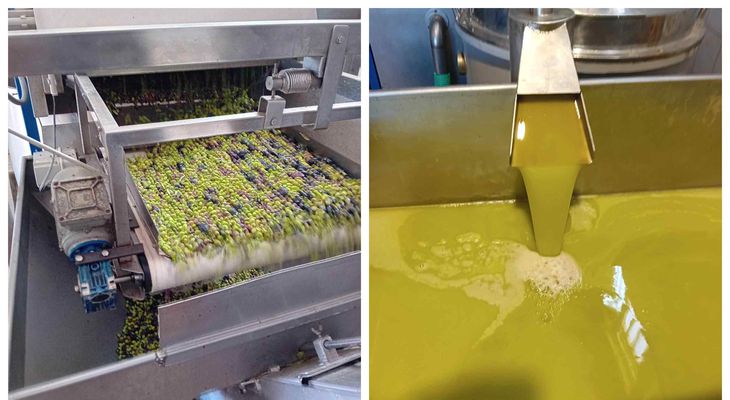 Να δούμε ποιος θα (την) βγάλει λάδι φέτος: Υποχρεωτική η Δήλωση Συγκομιδής & η εγγραφή στο Ελαιοκομικό Μητρώο για ιδιοκτήτες ελαιώνων με 21 (και πάνω) δέντρα