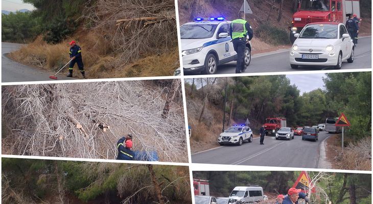 Έπεσε δέντρο στον δρόμο στις «Πόρτες» Αντιμάχειας – Από θαύμα δεν σημειώθηκε τραυματισμός