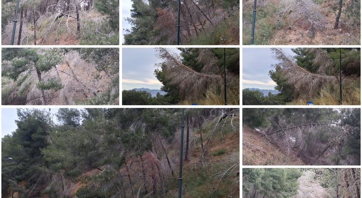 Άμεσος κίνδυνος στην περιοχή «Πόρτες» Αντιμάχειας από ετοιμόρροπα δέντρα