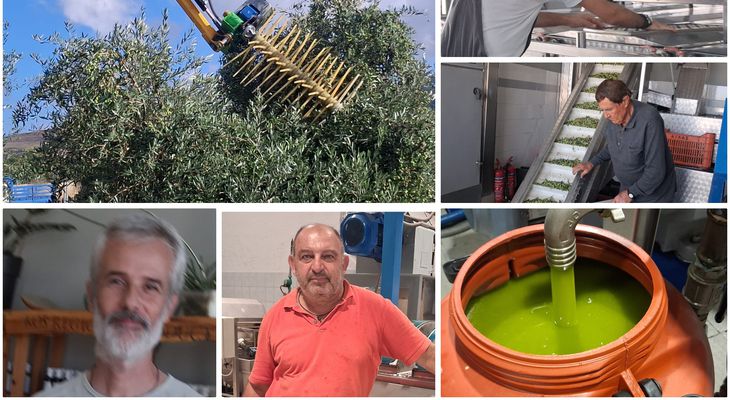 Ξεκίνησε η νέα ελαιοκομική περίοδος στην Κω – Εκτιμήσεις για μεγαλύτερη παραγωγή φέτος 