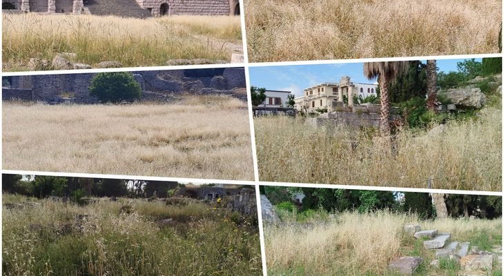 Εικόνα εγκατάλειψης στους αρχαιολογικούς χώρους της Κω - Φοβούνται να πλησιάσουν οι τουρίστες αφου τα χόρτα ξεπερνούν το 1,5 μέτρο 