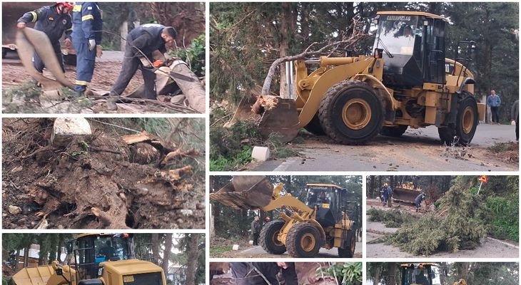 Πτώσεις δέντρων στη Ζιά λόγω των θυελλωδών ανέμων 