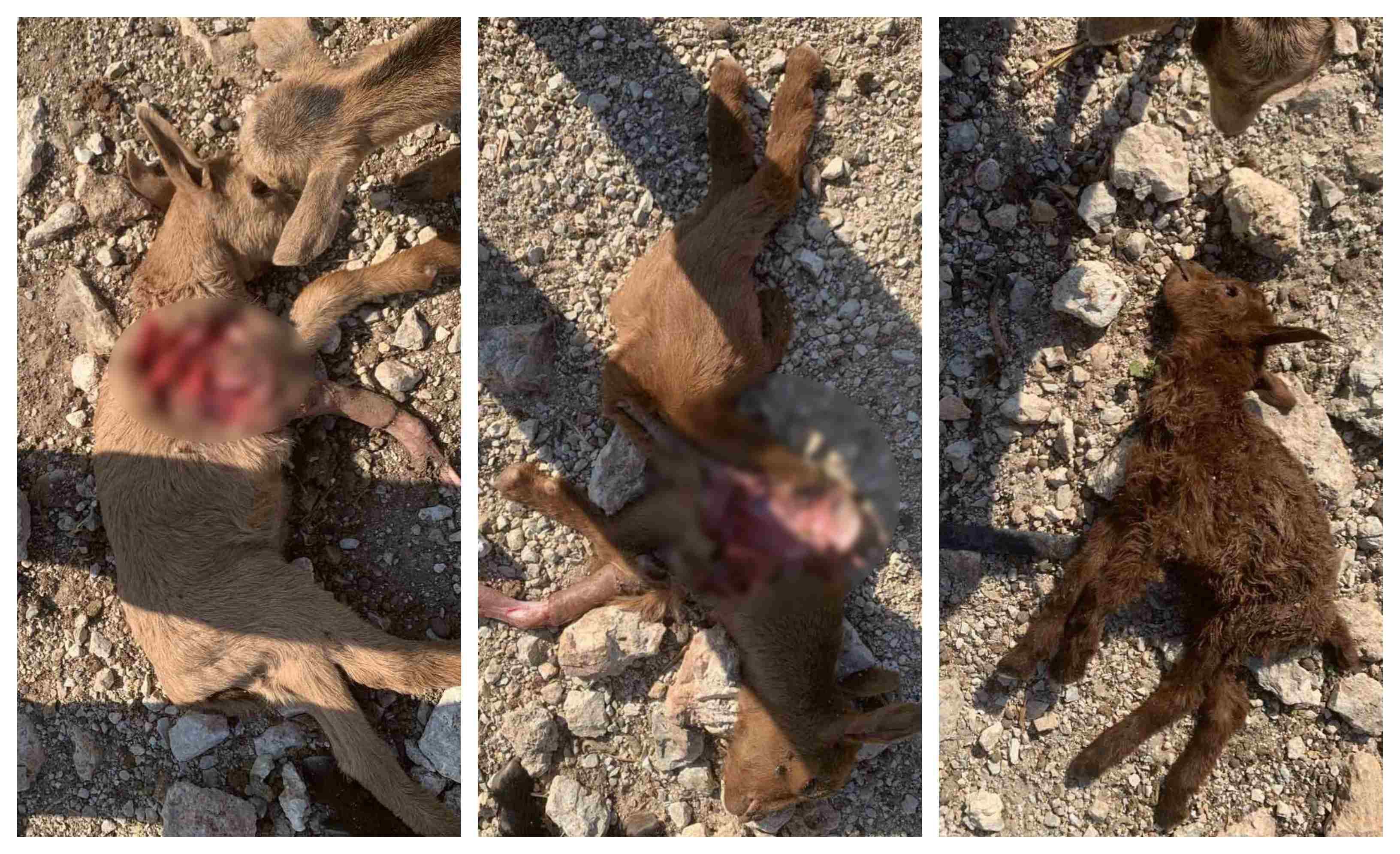 Καταγγελία από συμπολίτισσά μας στο Πυλί για συνεχείς επιθέσεις σκύλων σε αιγοπρόβατα