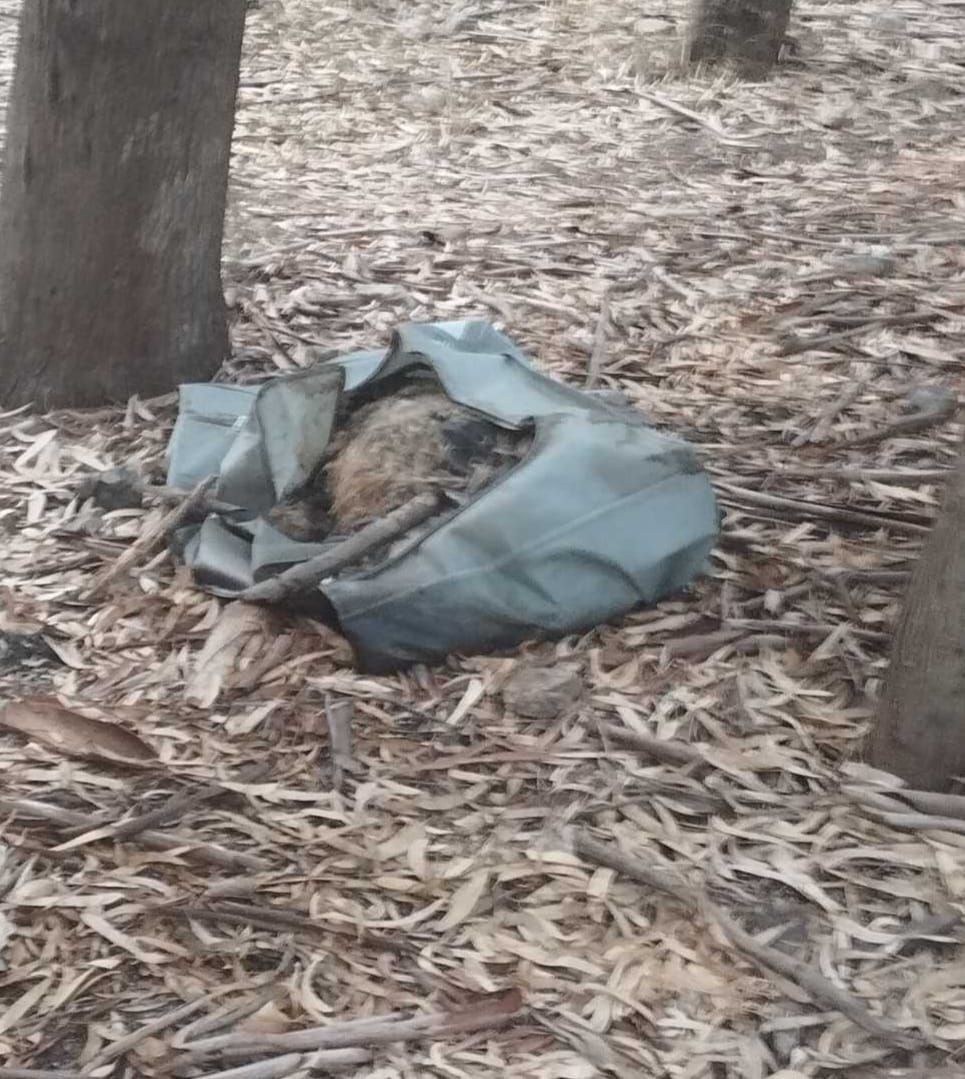 Γονείς και παιδιά νηπιαγωγείου βρήκαν νεκρό πρόβατο κλεισμένο σε σακούλα στο δάσος Τσουκαλαριά