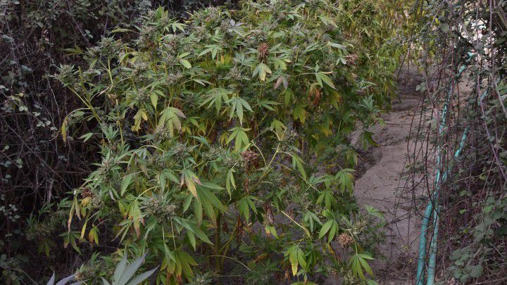 Είχαν φυτέψει χασισόδεντρα δίπλα στο αεροδρόμιο της Κω