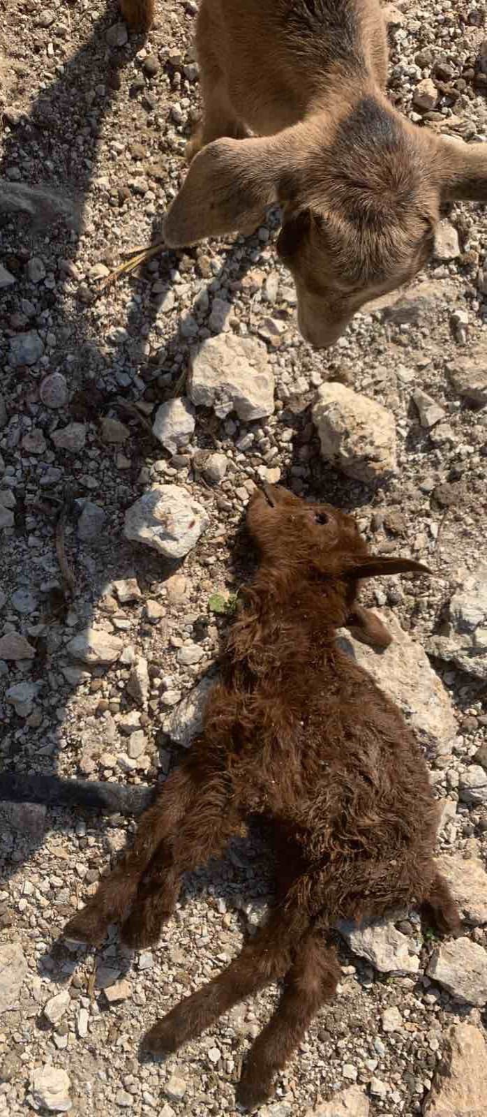 Καταγγελία από συμπολίτισσά μας στο Πυλί για συνεχείς επιθέσεις σκύλων σε αιγοπρόβατα