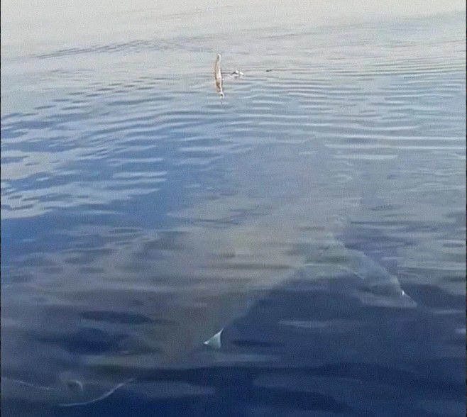 Μεγάλος καρχαρίας εντοπίσθηκε από ψαράδες στην Κάρπαθο!