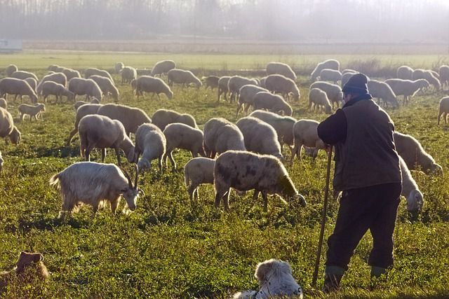 Σκάνδαλο ΟΠΕΚΕΠΕ: Εντοπίστηκαν 431 περιπτώσεις με «εικονικούς» βοσκοτόπους στα Δωδεκάνησα    