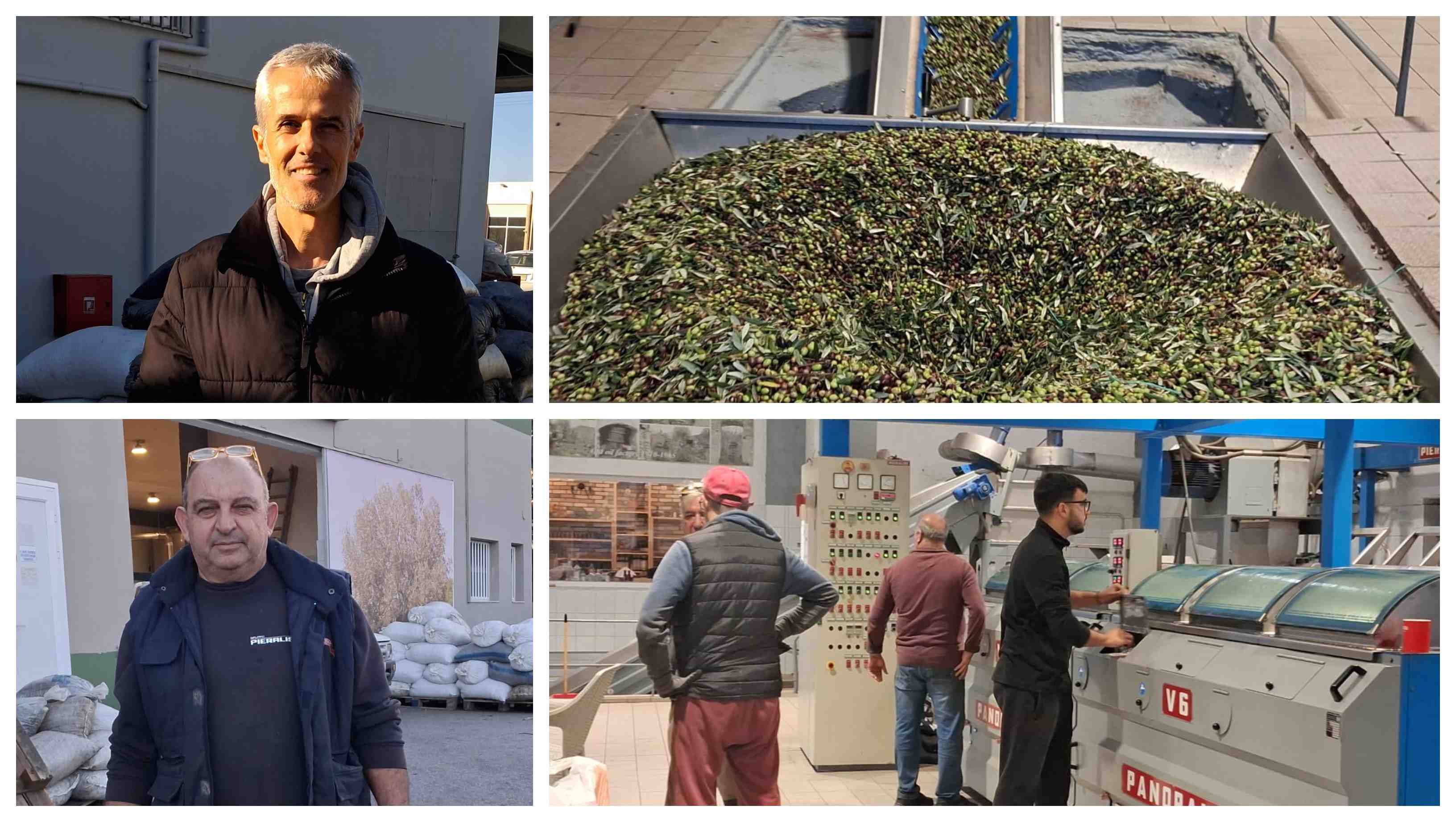 Μειωμένη κατά 30% η φετινή παραγωγή ελαιολάδου στην Κω σε σχέση με πέρυσι