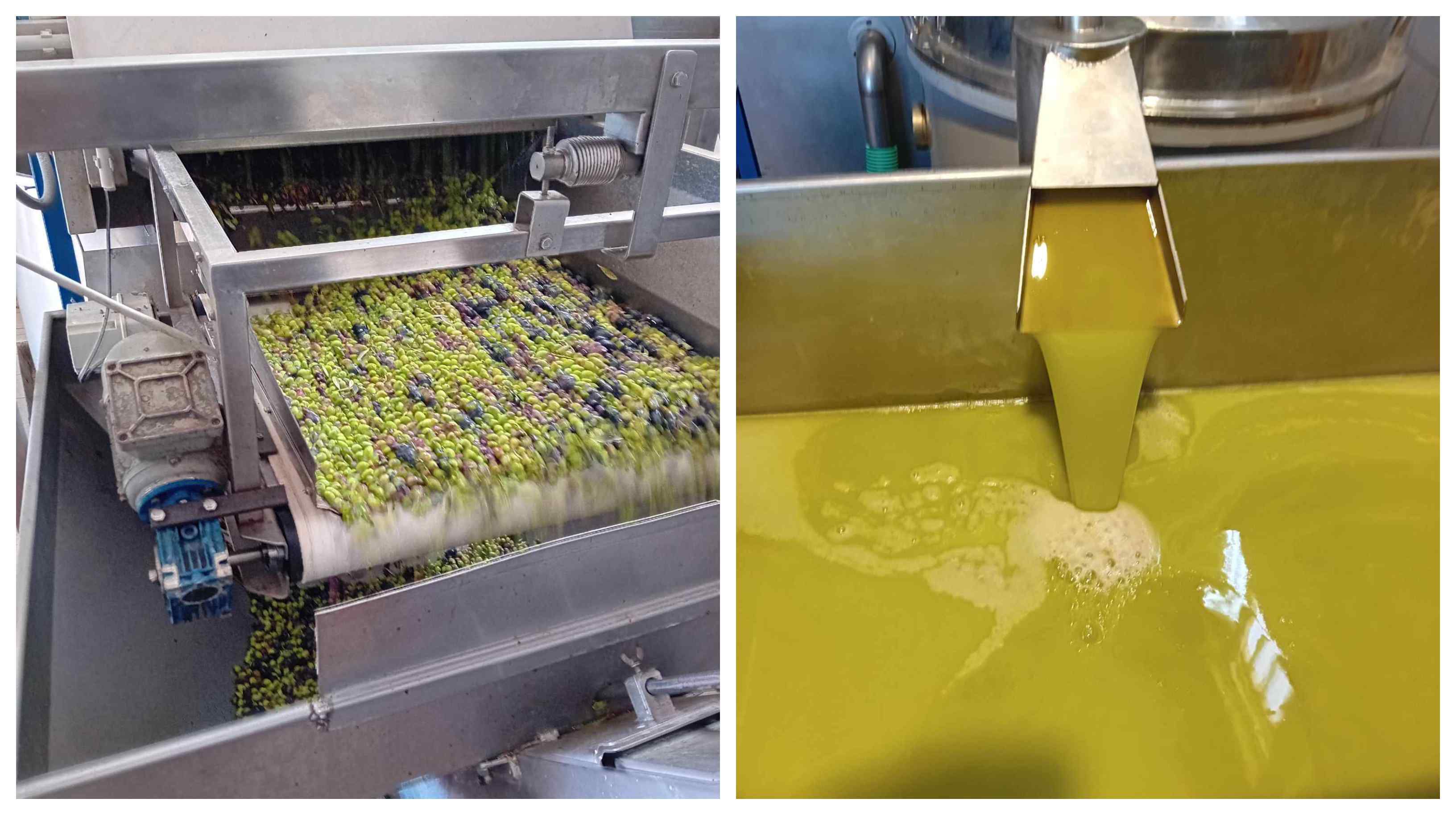 Να δούμε ποιος θα (την) βγάλει λάδι φέτος: Υποχρεωτική η Δήλωση Συγκομιδής & η εγγραφή στο Ελαιοκομικό Μητρώο για ιδιοκτήτες ελαιώνων με 21 (και πάνω) δέντρα