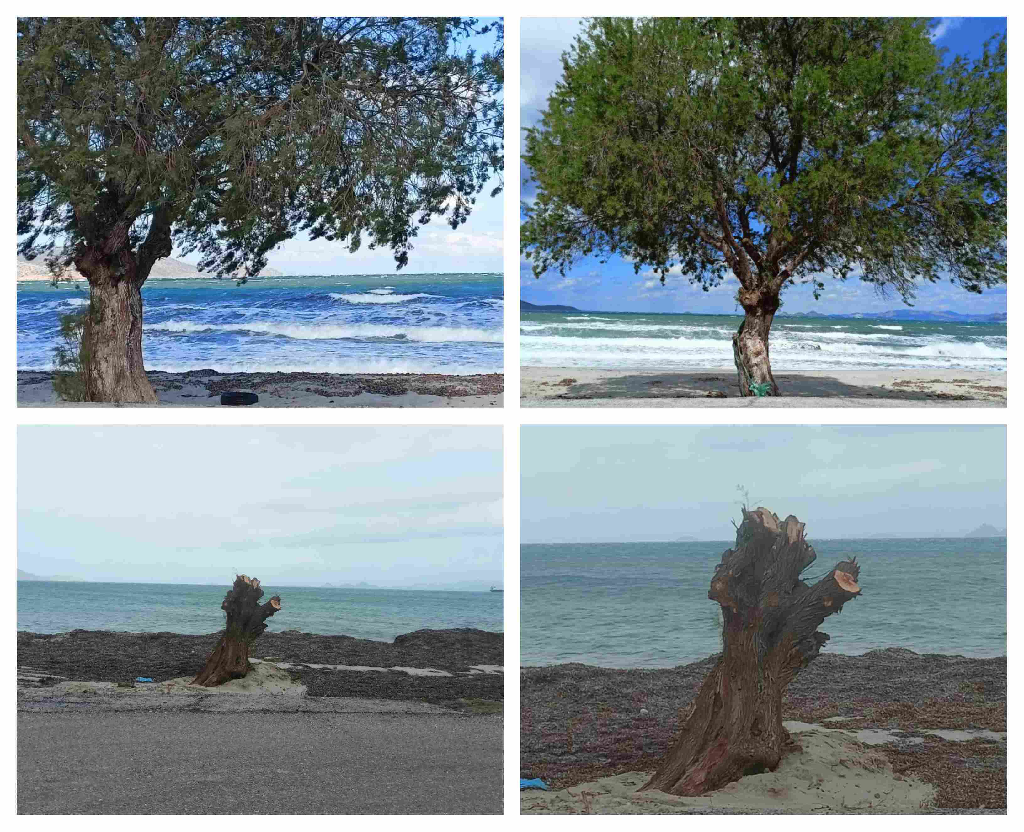 Διαμαρτυρία αναγνώστριας για κοπή δέντρου στo Τιγκάκι – Τι απαντά ο Πρόεδρος της Κοινότητας Ασφενδιού