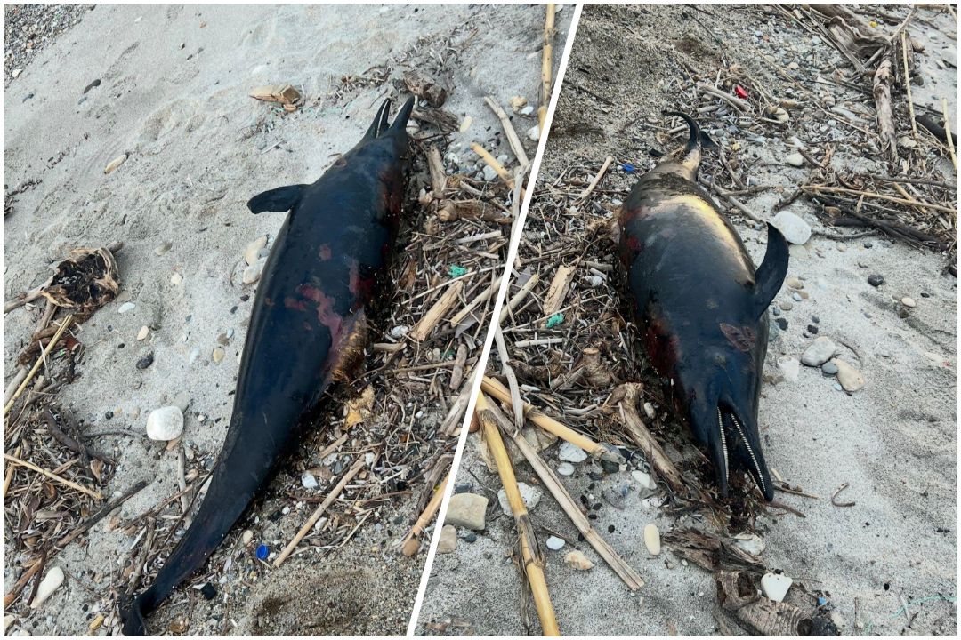 Νεκρό δελφίνι εντοπίστηκε στο Καρνάγιο Kω