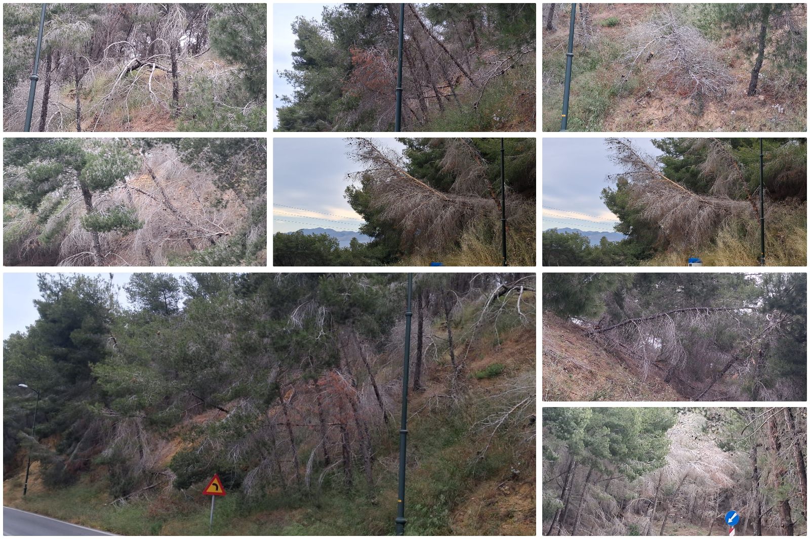 Άμεσος κίνδυνος στην περιοχή «Πόρτες» Αντιμάχειας από ετοιμόρροπα δέντρα