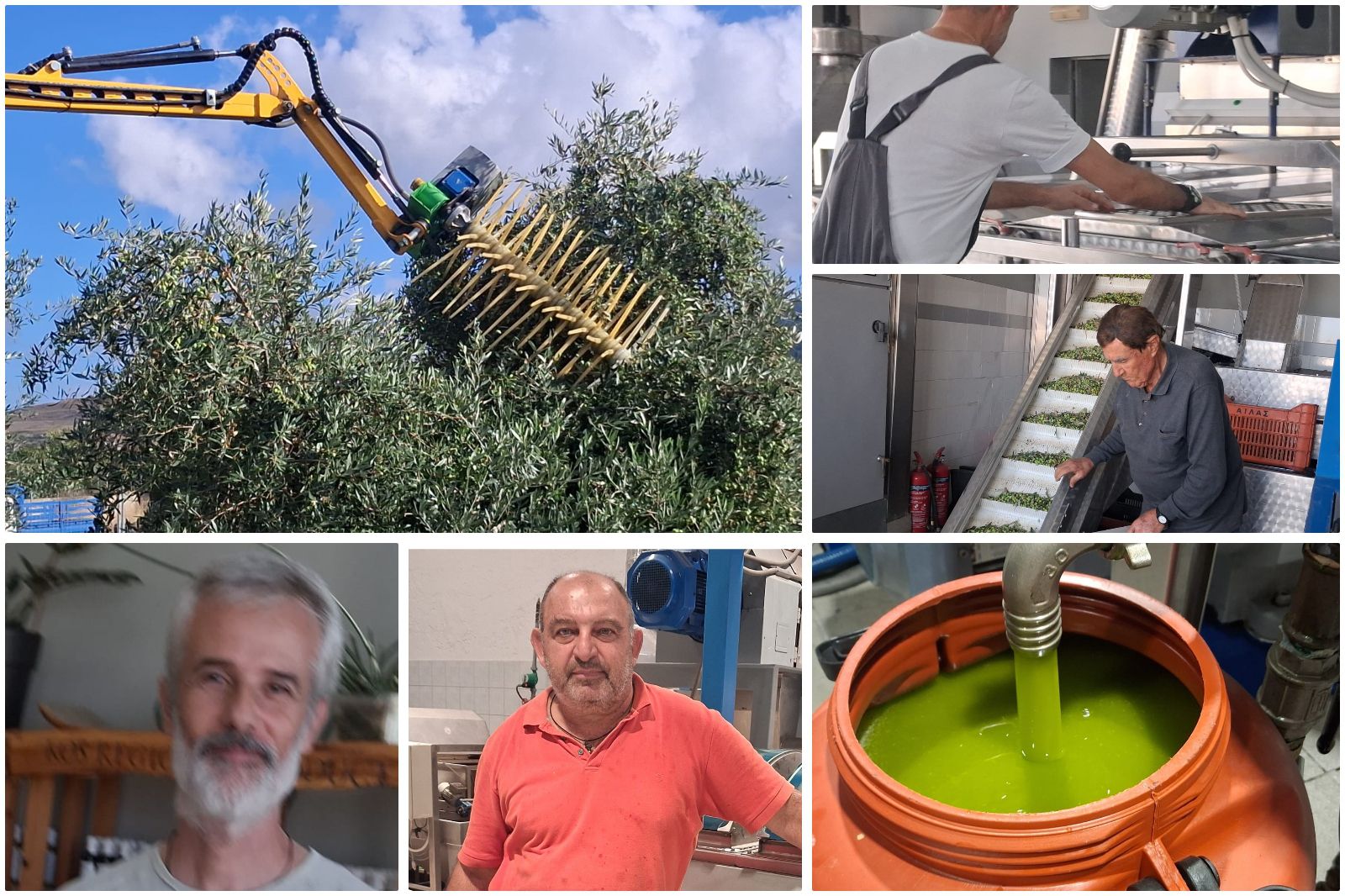 Ξεκίνησε η νέα ελαιοκομική περίοδος στην Κω – Εκτιμήσεις για μεγαλύτερη παραγωγή φέτος 