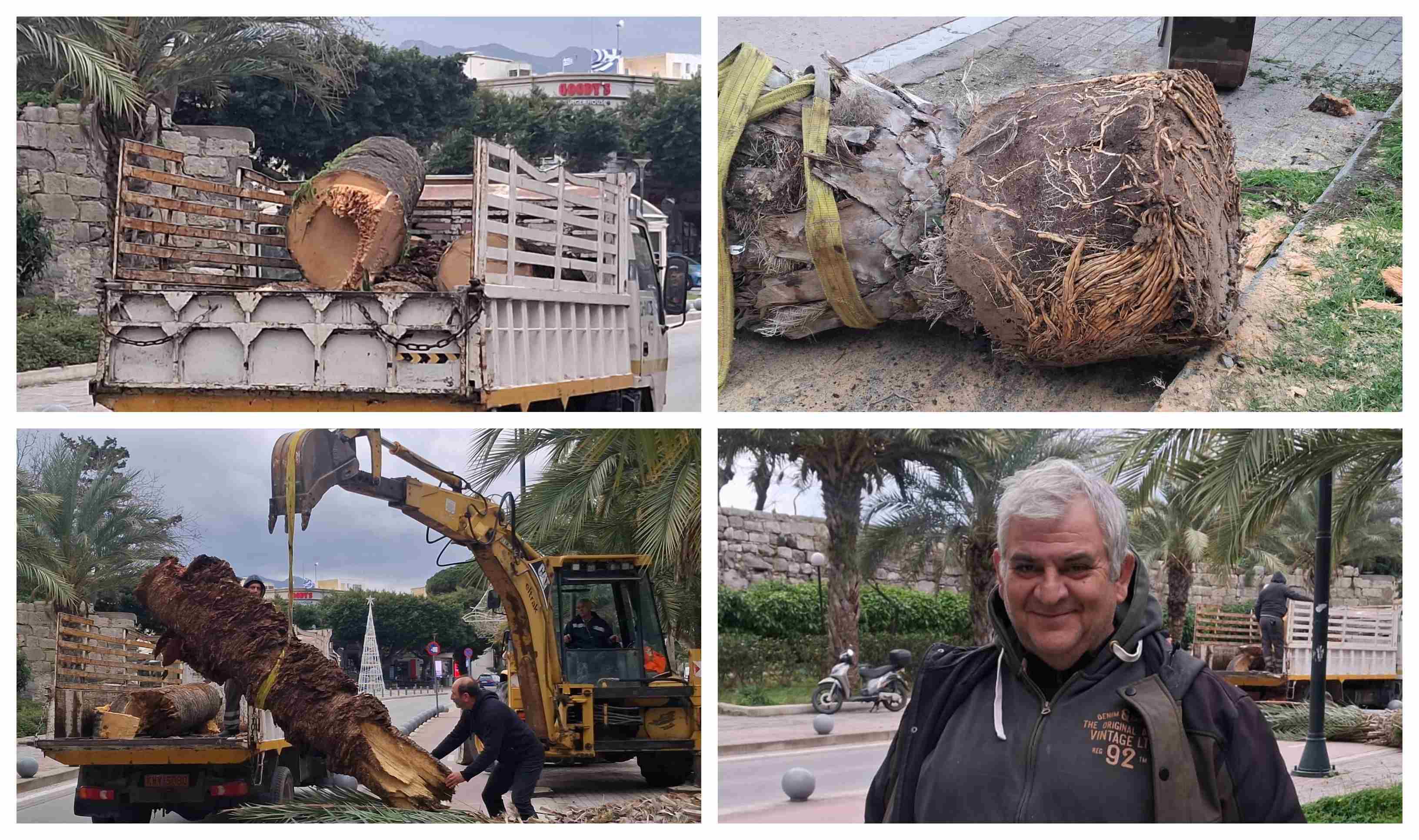 Απομάκρυνση φοίνικα από το λιμάνι Κω λόγω “αρρώστιας”