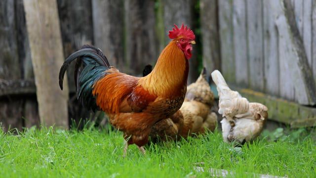 Xαρίζονται ζωντανά κοτόπουλα, κοκόρια και κότες