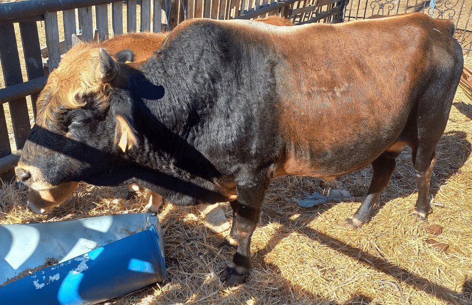 Μελέτες δείχνουν την "επιβίωση" μίας σπάνιας και αυτόχθονης φυλής βοοειδών στα Δωδεκάνησα